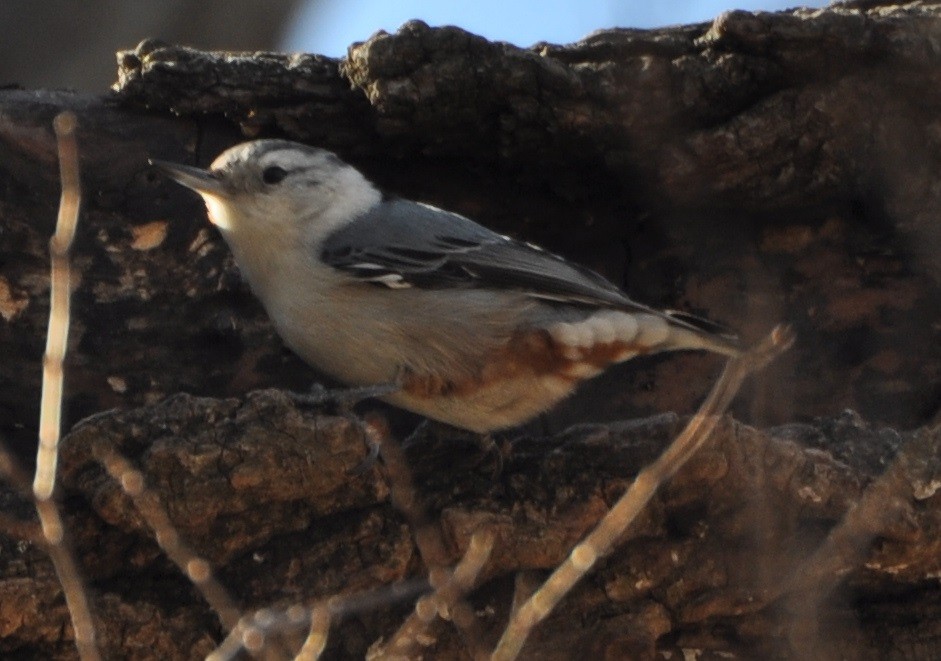 White-breasted Nuthatch - M.K. McManus-Muldrow