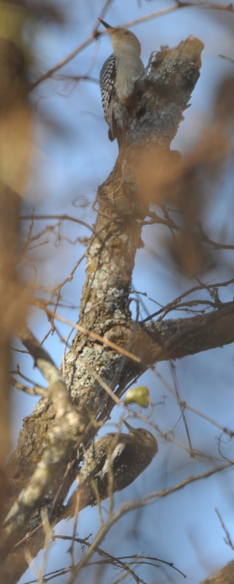 Red-bellied Woodpecker - M.K. McManus-Muldrow