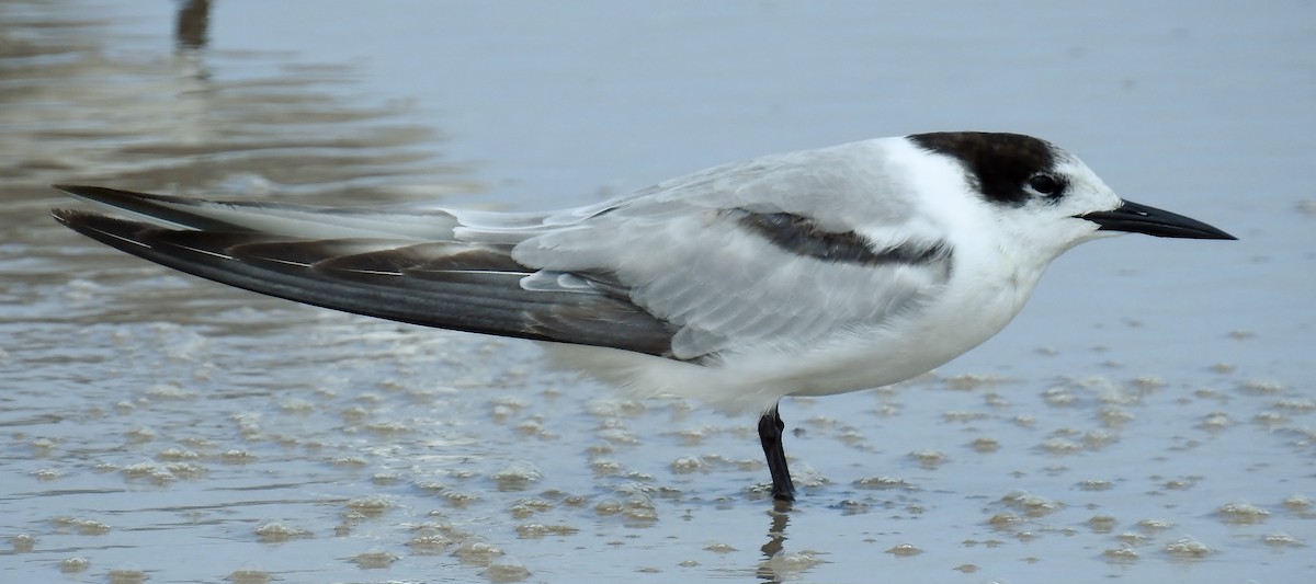 Common Tern - ML84024551
