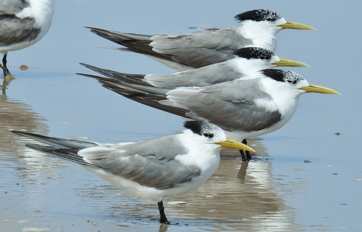 Great Crested Tern - ML84024621