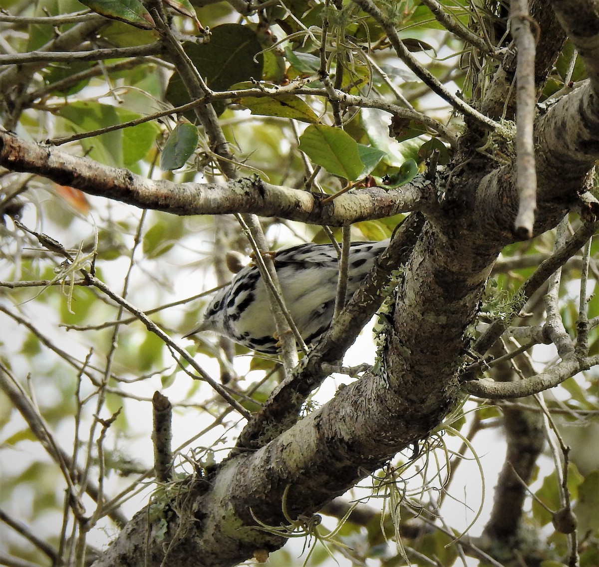 Black-and-white Warbler - ML84024901