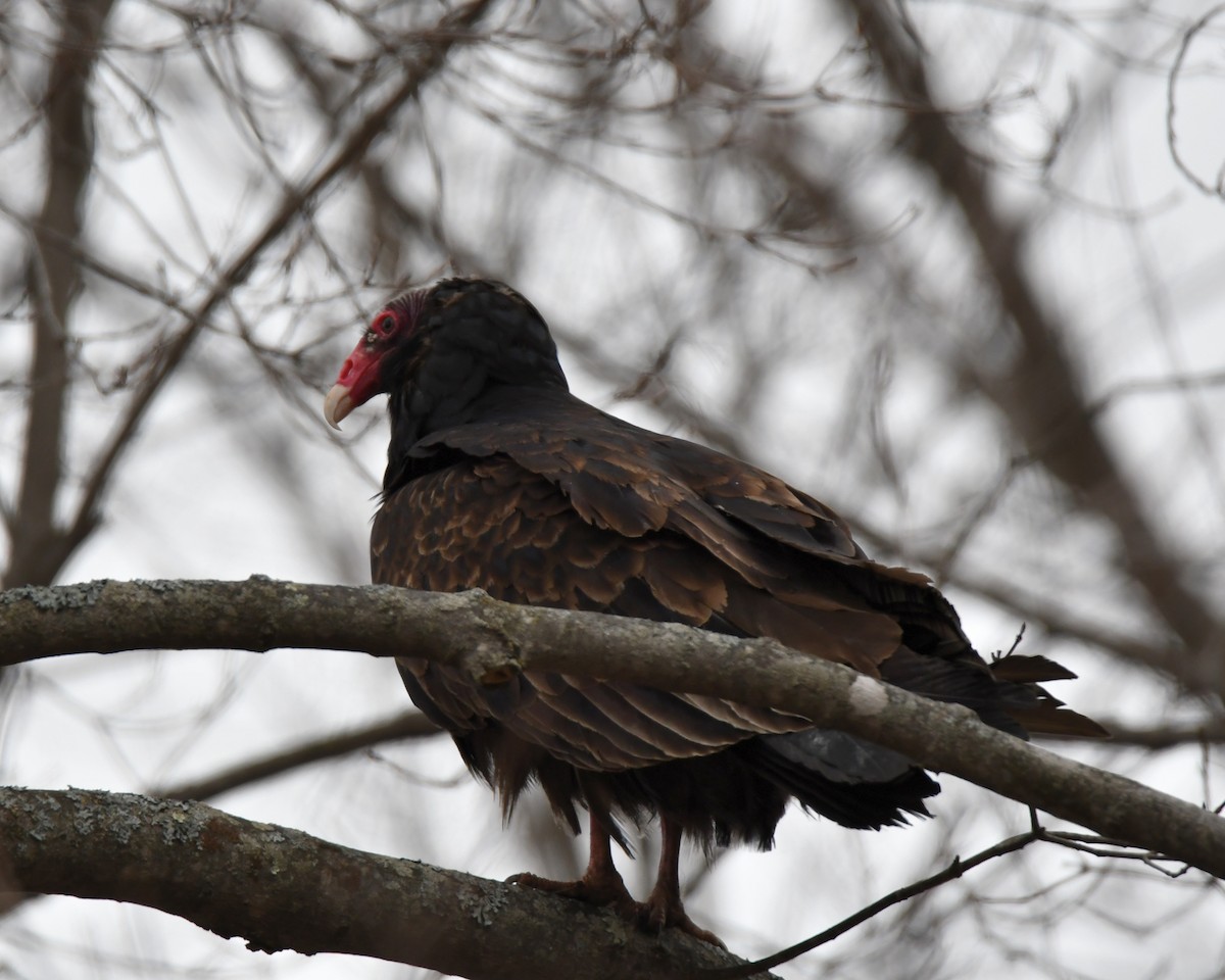 Turkey Vulture - Dorrie Holmes