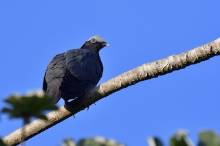 White-crowned Pigeon, ML84029411
