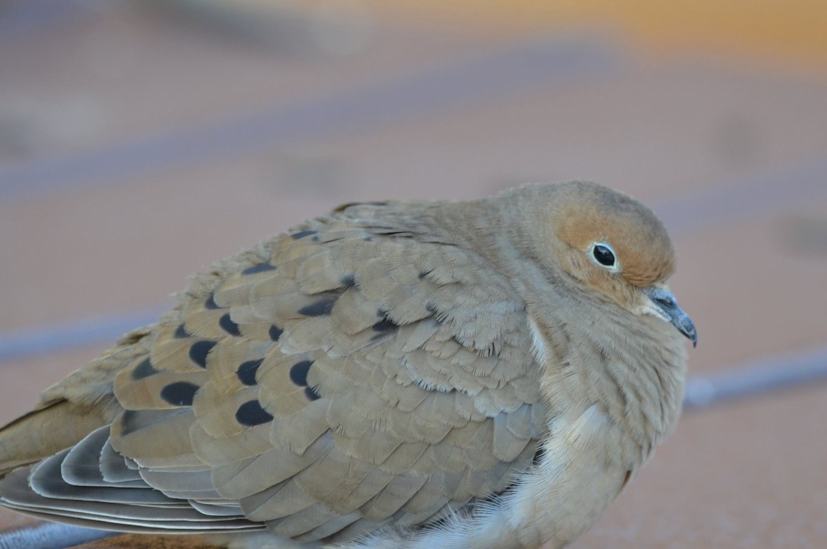 Mourning Dove - Dany Pay