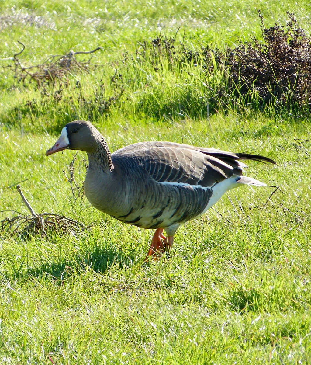 Greater White-fronted Goose - ML84032871