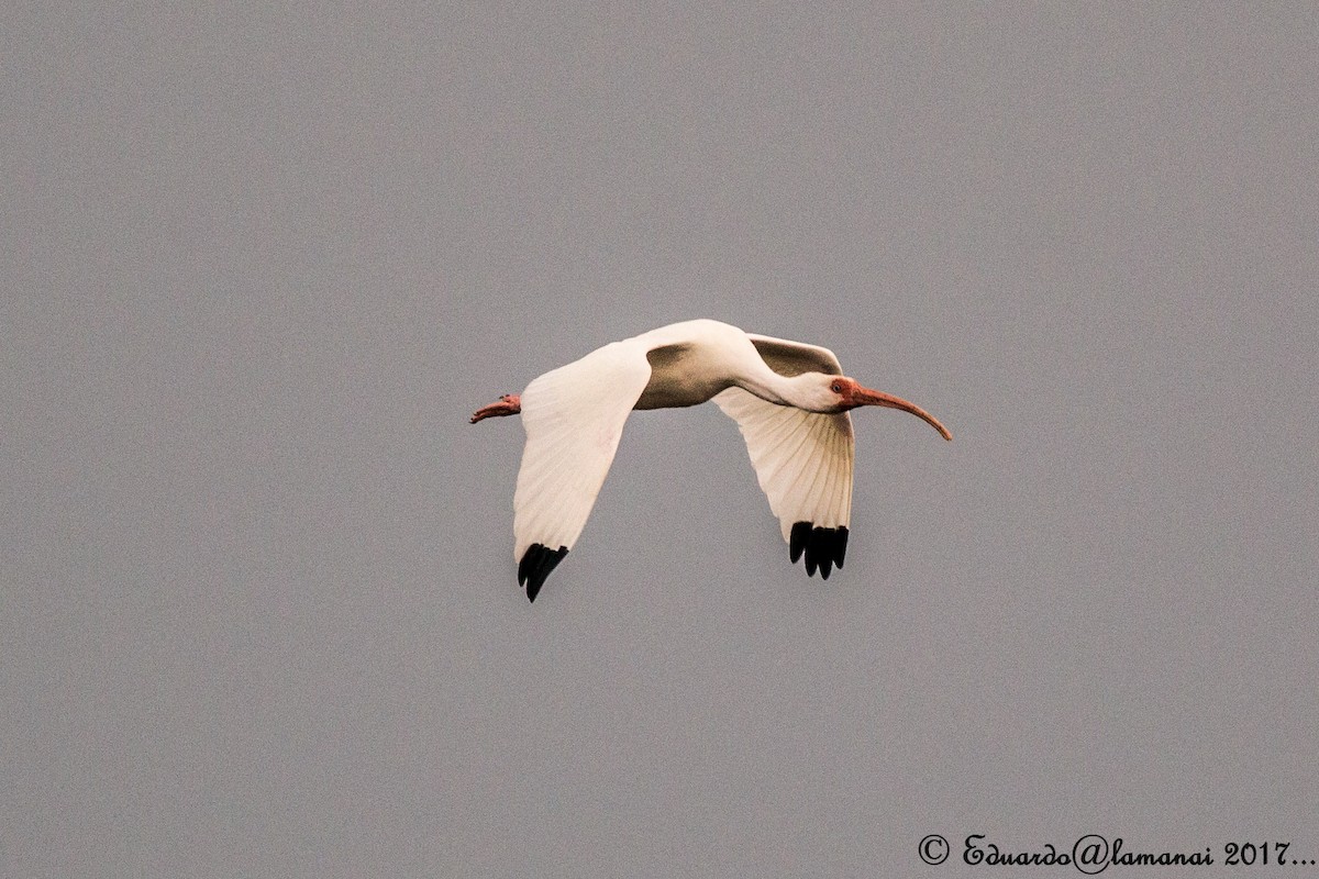 White Ibis - Jorge Eduardo Ruano