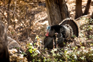 Wild Turkey, ML84037661