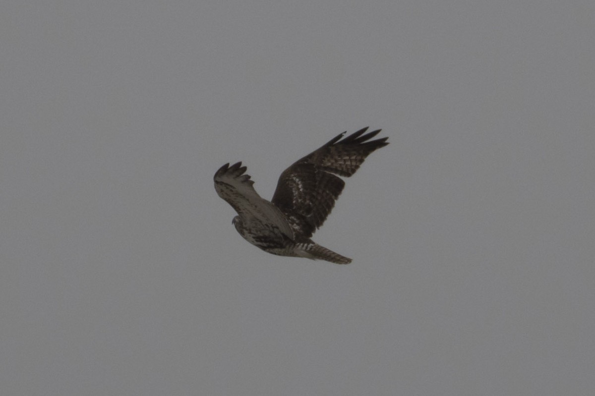Red-tailed Hawk (borealis) - Michael Todd