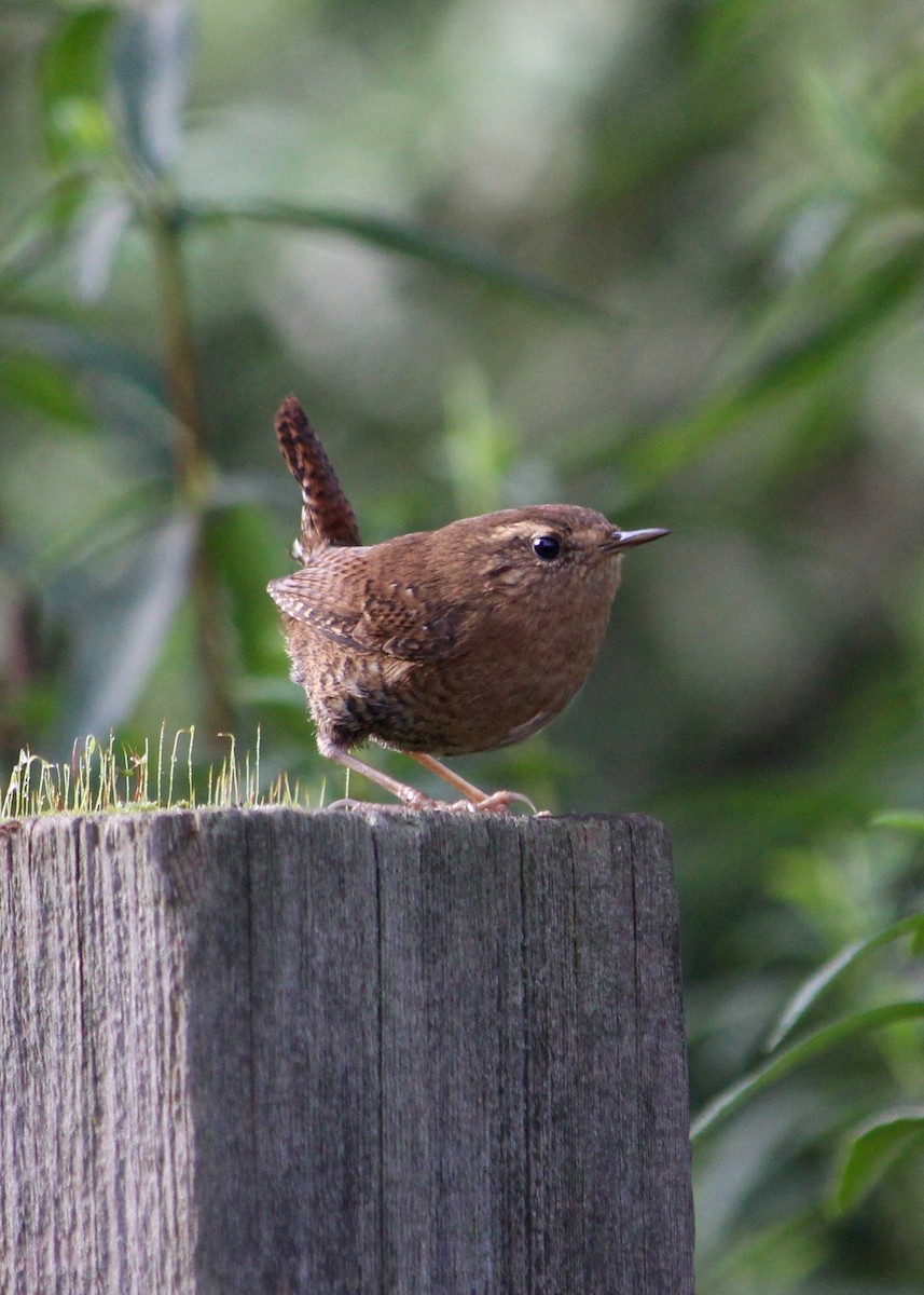 Pacific Wren - Holly Coates