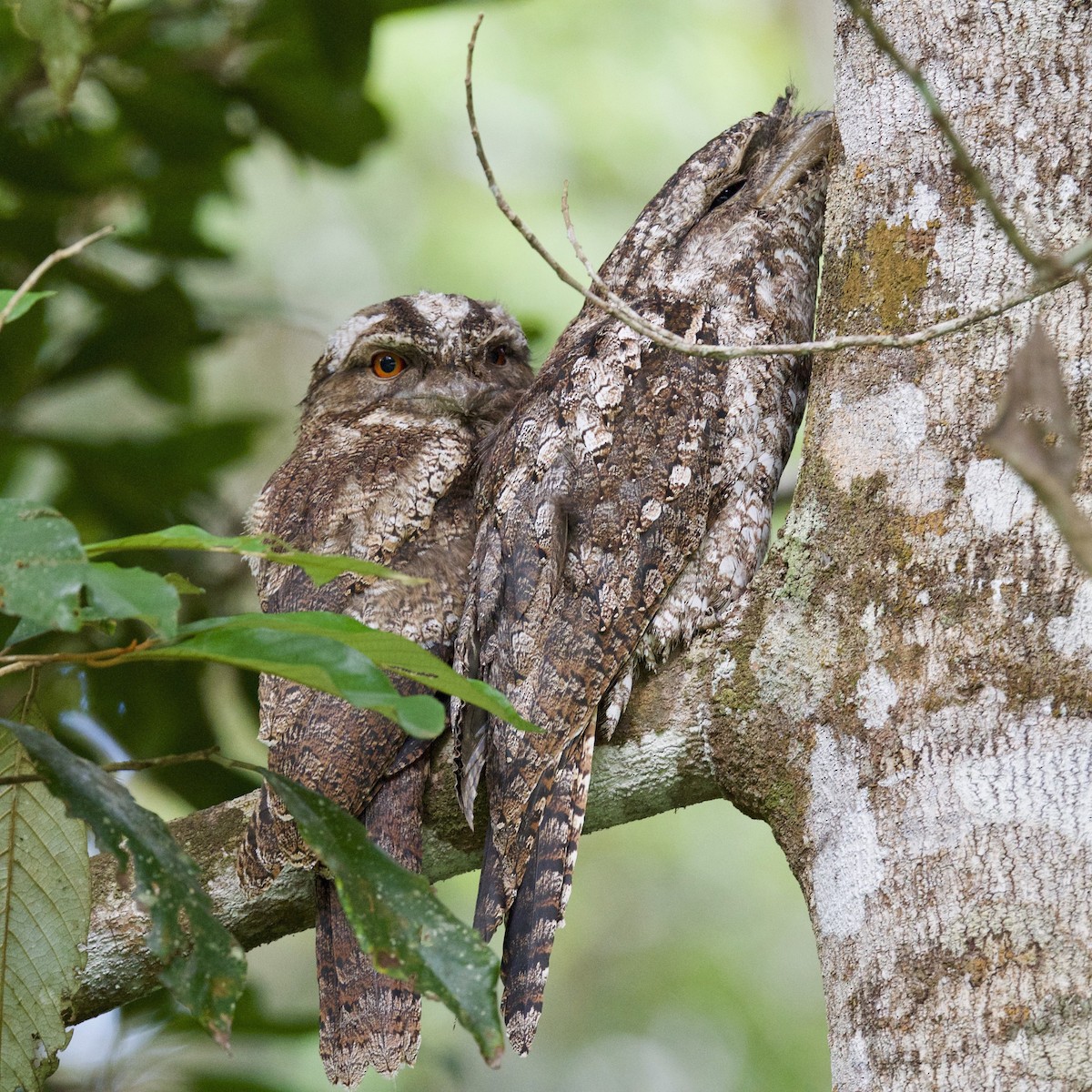Papuan Frogmouth - Gary & Robyn Wilson