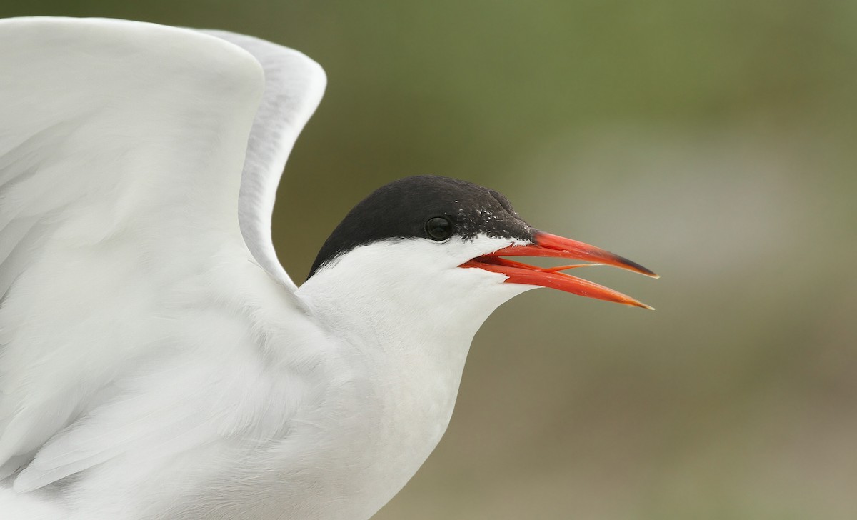 Common Tern - ML84042391