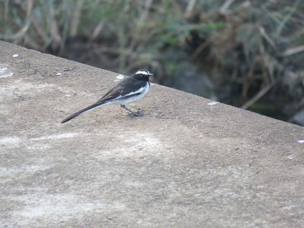 White-browed Wagtail - ML84042551