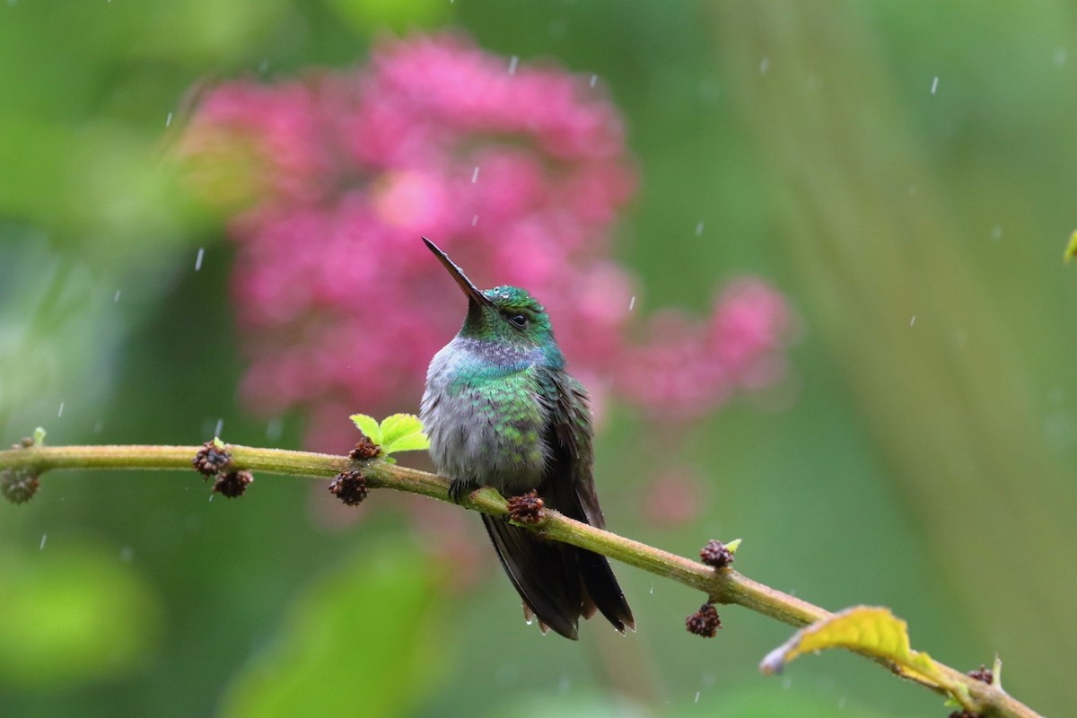 Blue-chested Hummingbird - Douglas Faulder