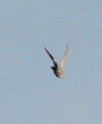White-winged Dove - ML84043171