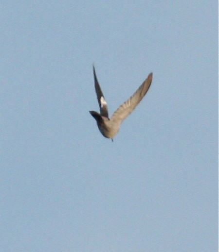 White-winged Dove - ML84043181