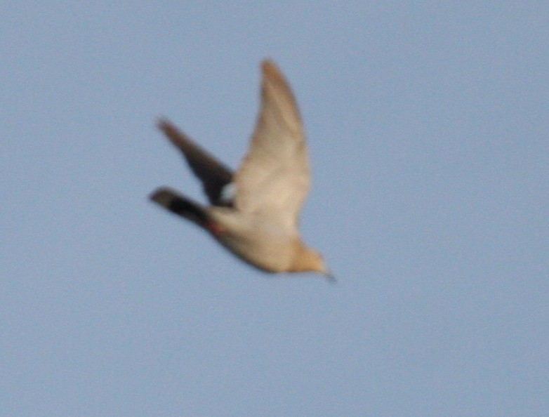 White-winged Dove - Marshall Iliff
