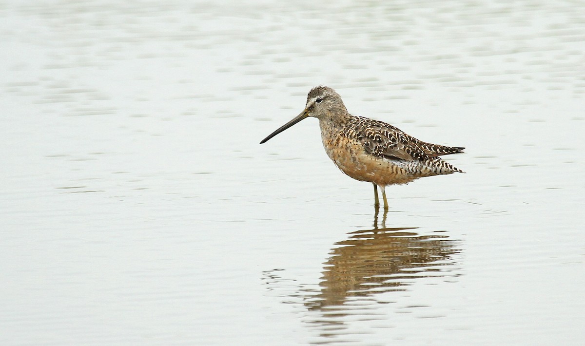 Long-billed Dowitcher - ML84043321