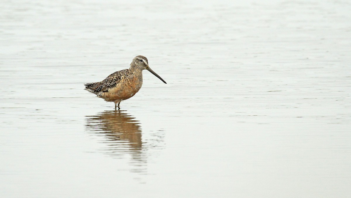 Long-billed Dowitcher - ML84043331