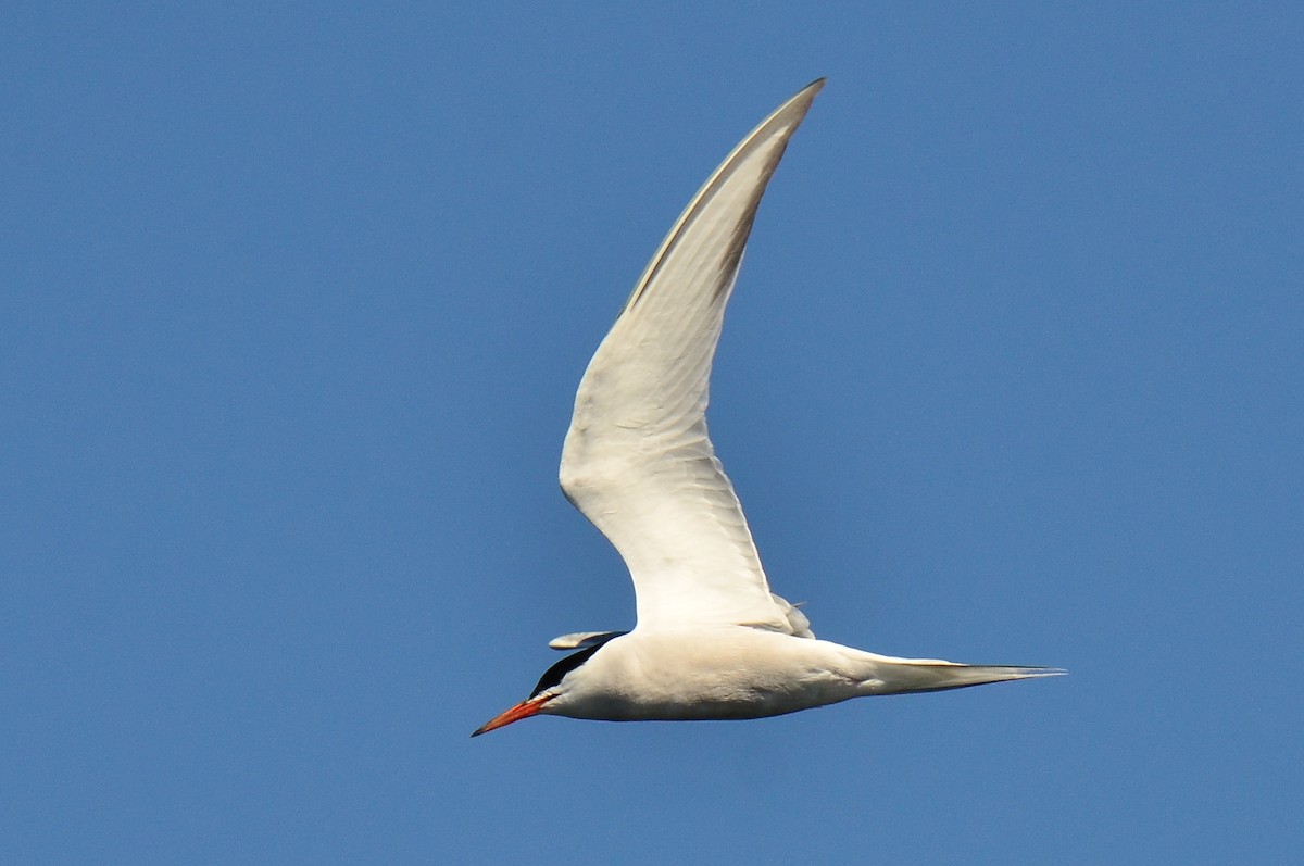 Common Tern - ML84043351