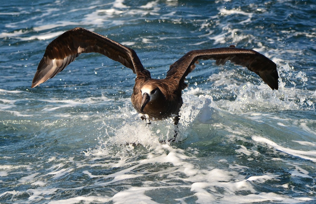 Black-footed Albatross - Steve Tucker