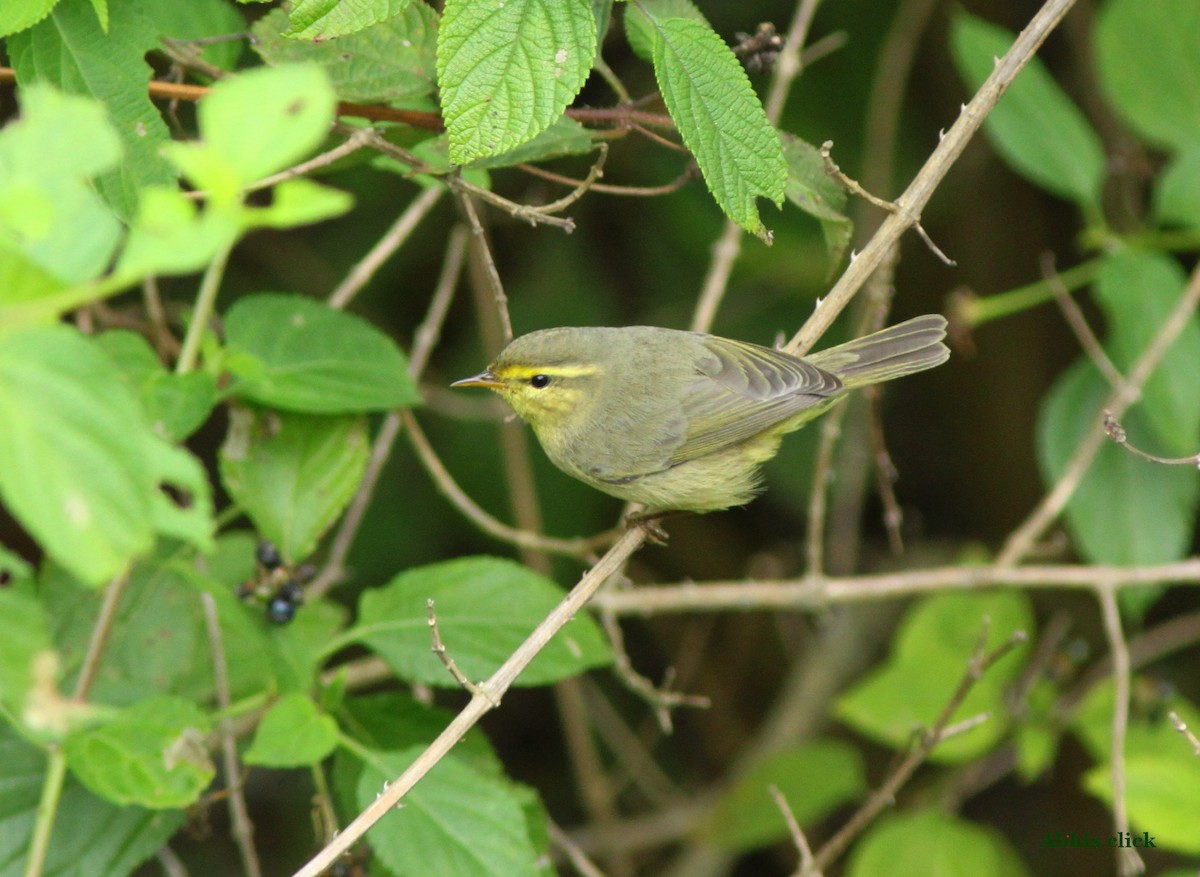 Tickell's Leaf Warbler (Tickell's) - abhijith a.p.c