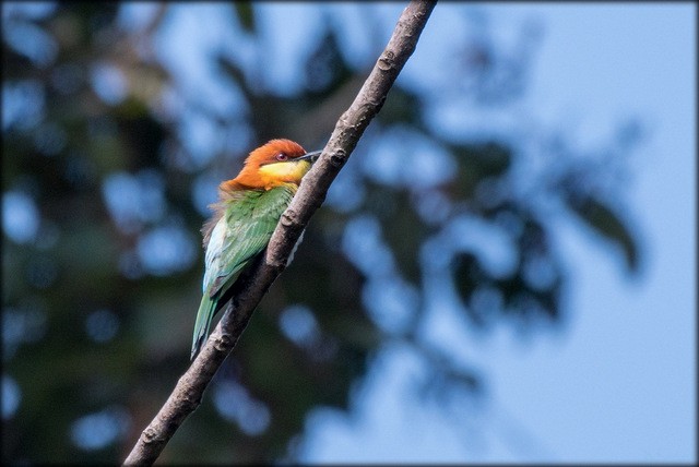 Chestnut-headed Bee-eater - Anonymous