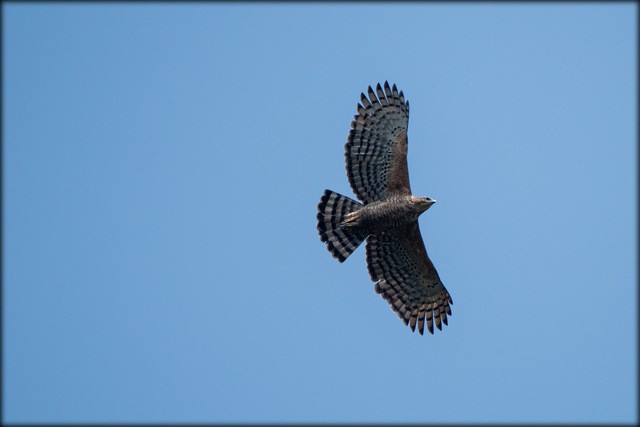 Legge's Hawk-Eagle - Anonymous
