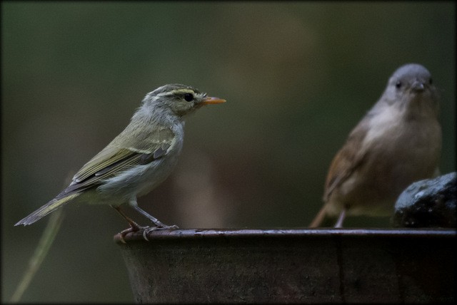 Western Crowned Warbler - Anonymous