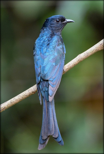 Fork-tailed Drongo-Cuckoo - Anonymous