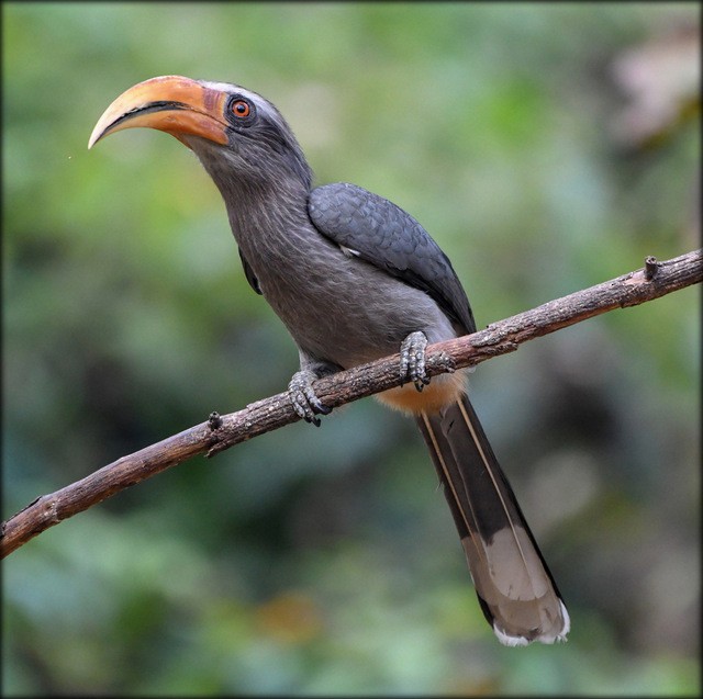 Malabar Gray Hornbill - Anonymous