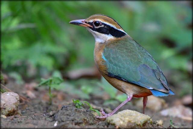 Indian Pitta - Anonymous