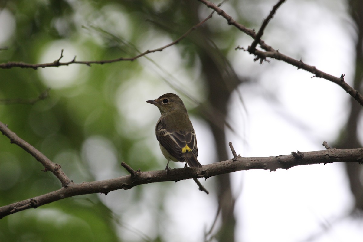 Yellow-rumped Flycatcher - Kevin Cheng