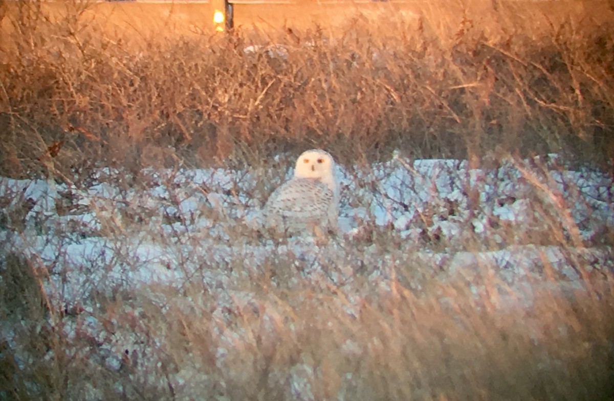 Snowy Owl - ML84057111