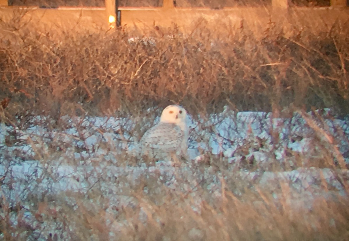 Snowy Owl - ML84057121