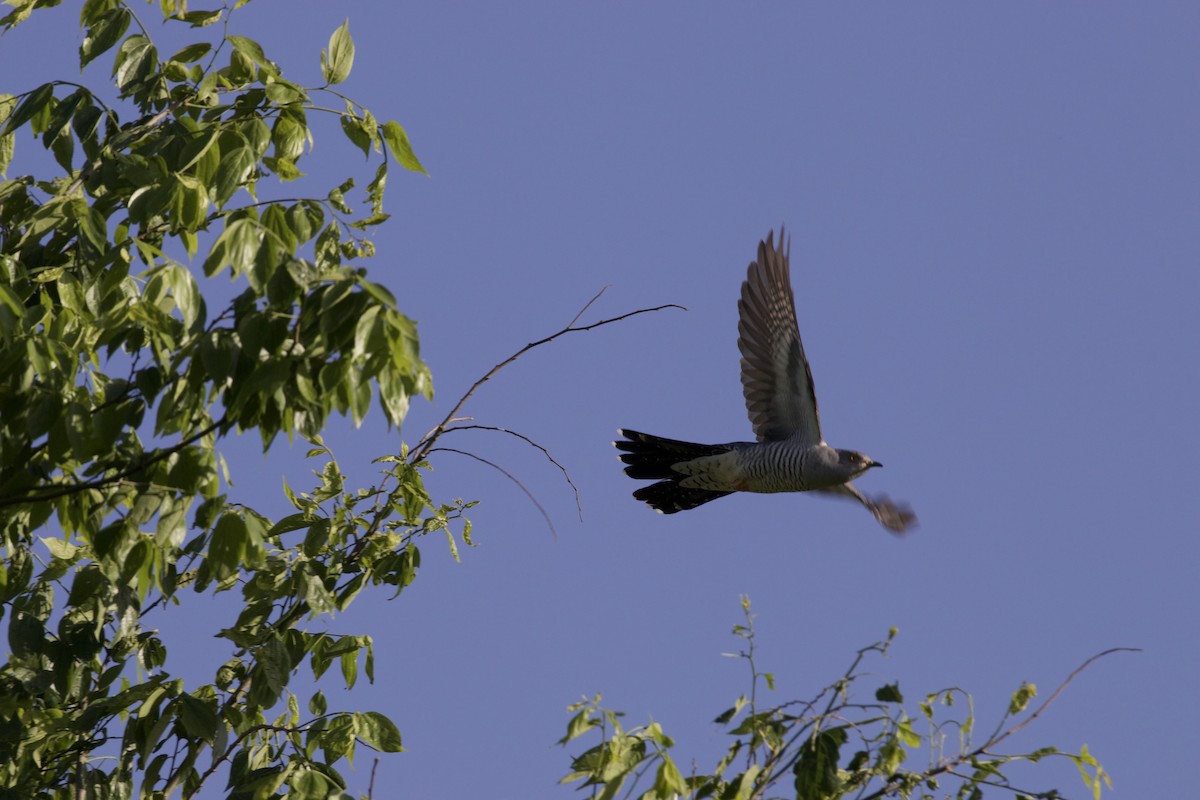 Common Cuckoo - Doug Cooper