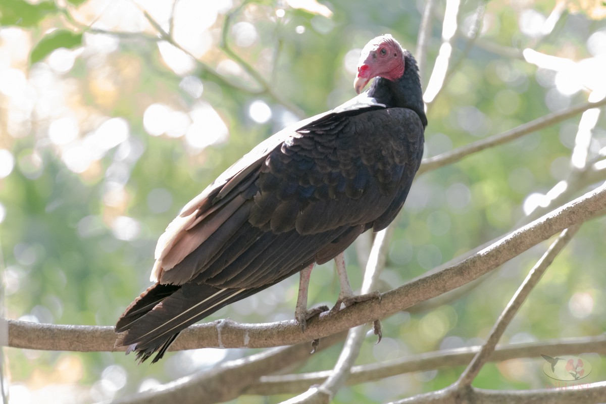 Turkey Vulture - Kamal Mahabir