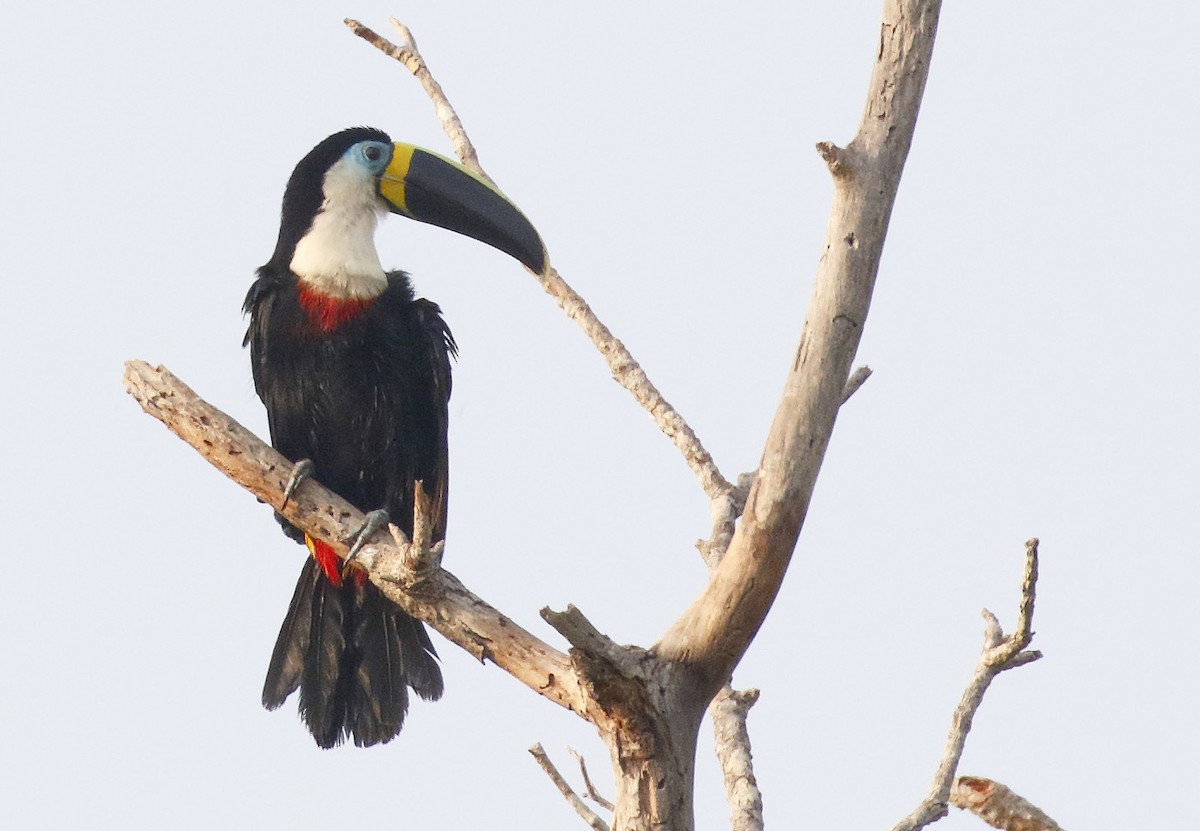 Channel-billed Toucan - Dave Curtis