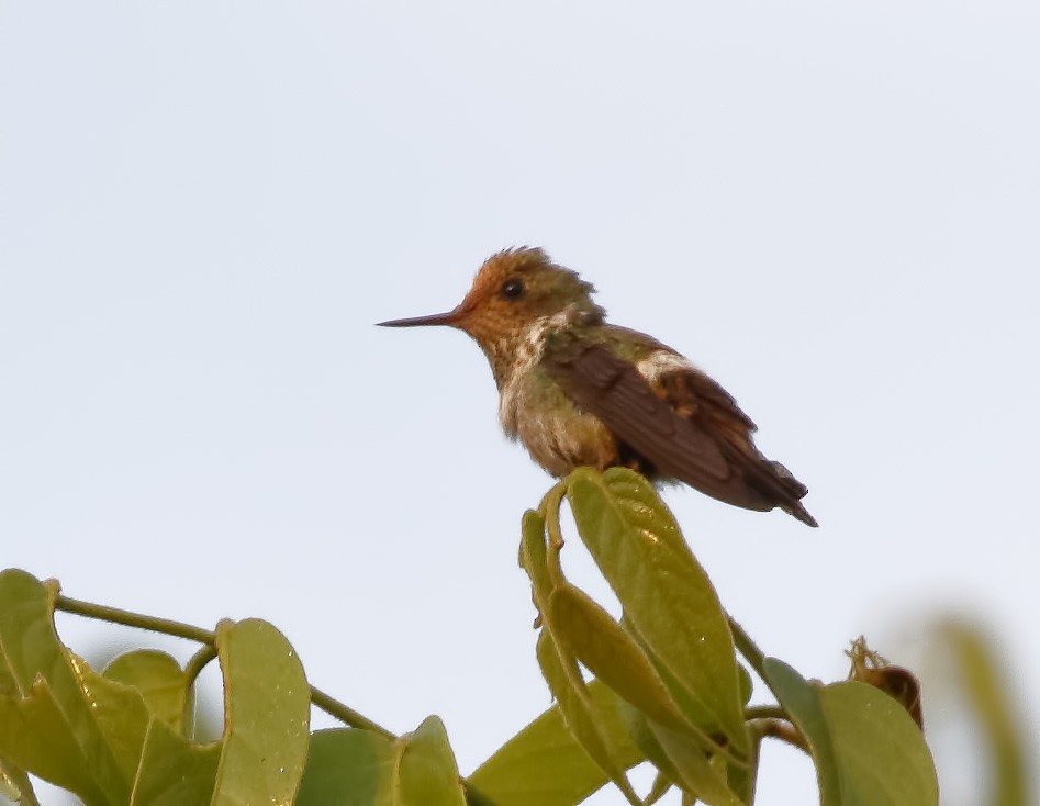 Dot-eared Coquette - Dave Curtis