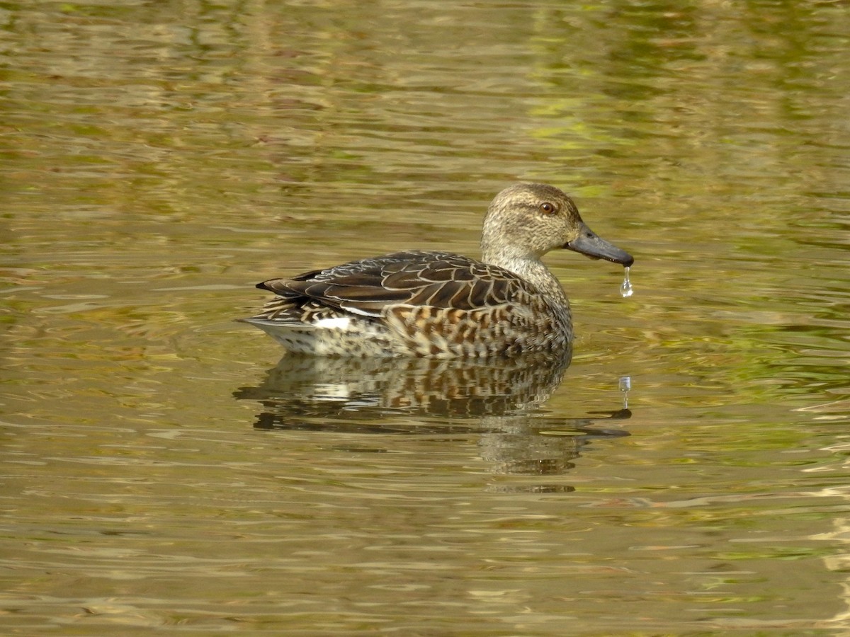 Green-winged Teal (Eurasian) - Anonymous