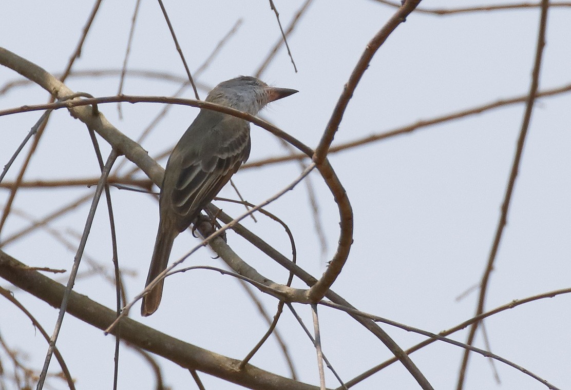 Brown-crested Flycatcher (South American) - ML84063711