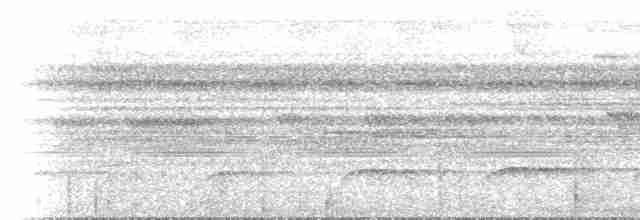 svartstrupemaurrikse (analis gr.) - ML84069721