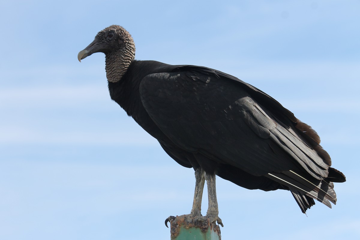 Black Vulture - liz cieszynski