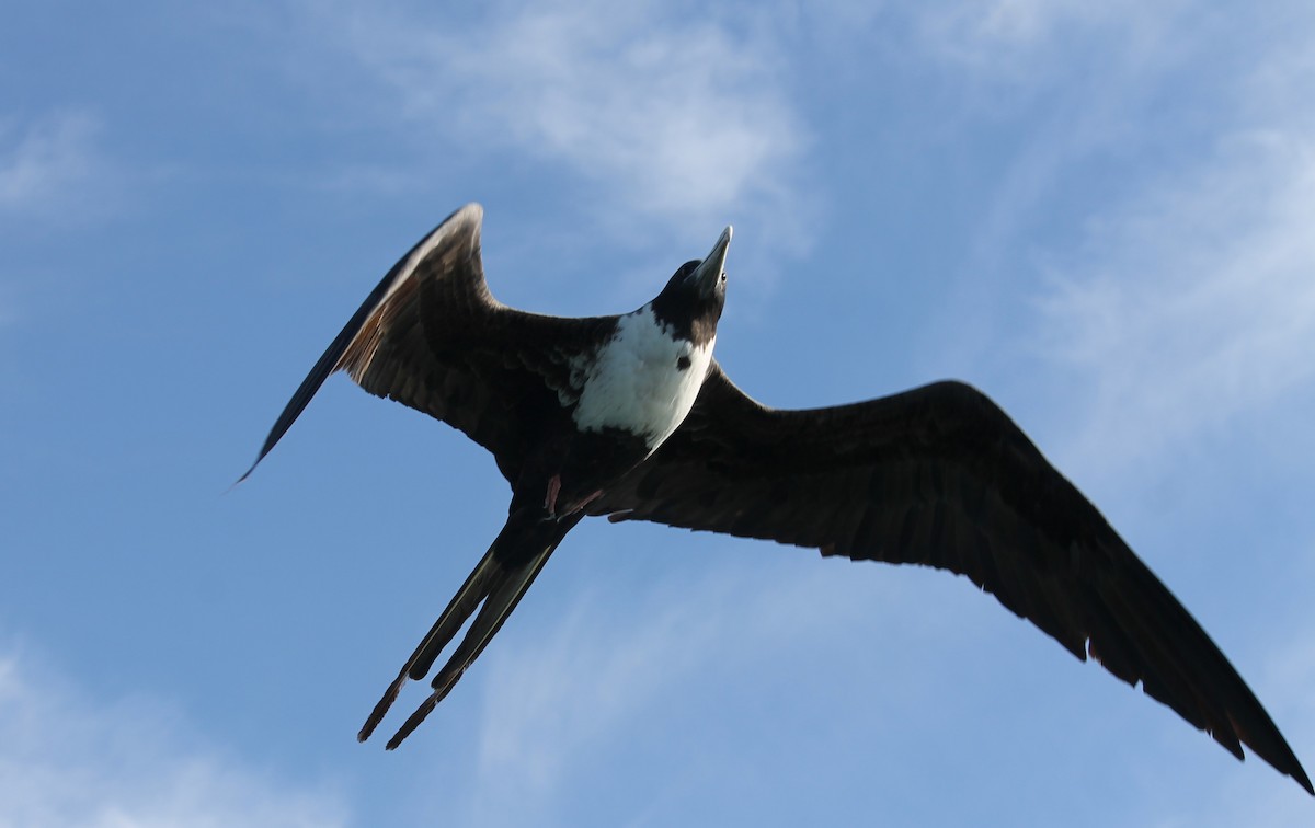 Magnificent Frigatebird - liz cieszynski