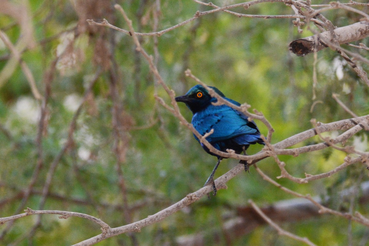 Greater Blue-eared Starling - Marie O'Neill