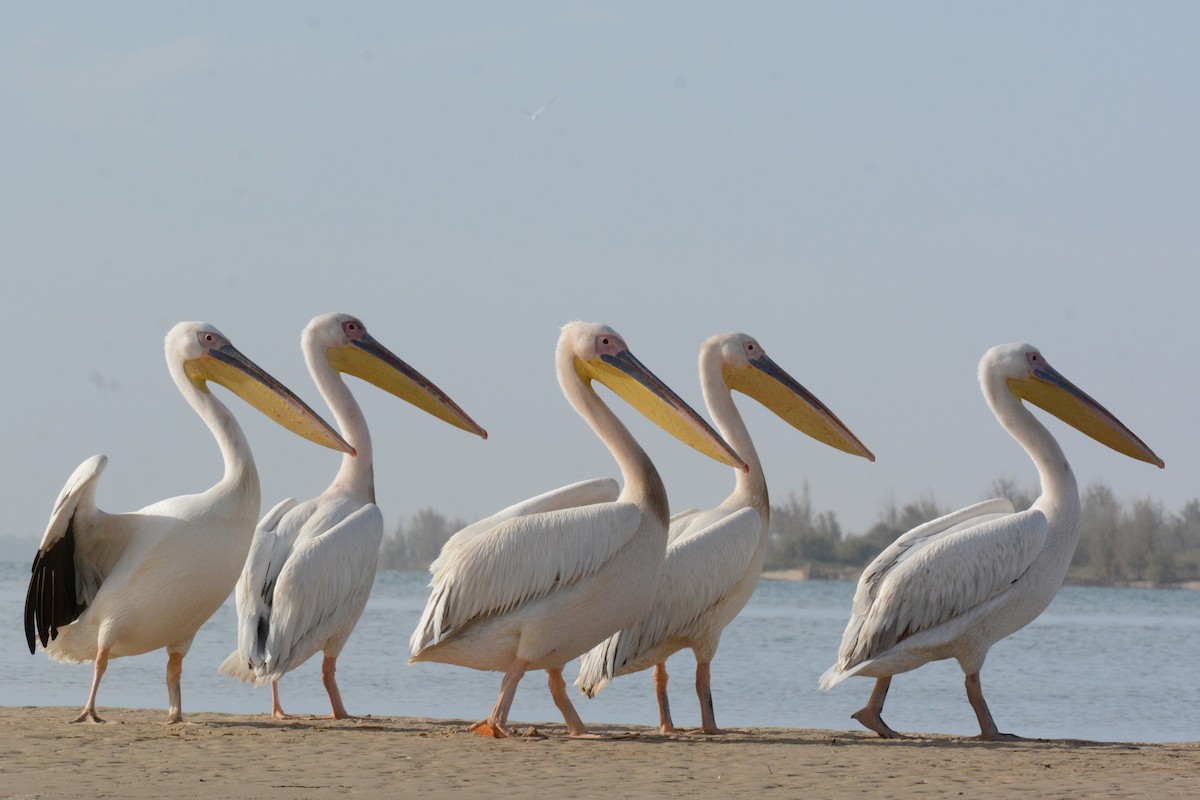 Great White Pelican - Marie O'Neill
