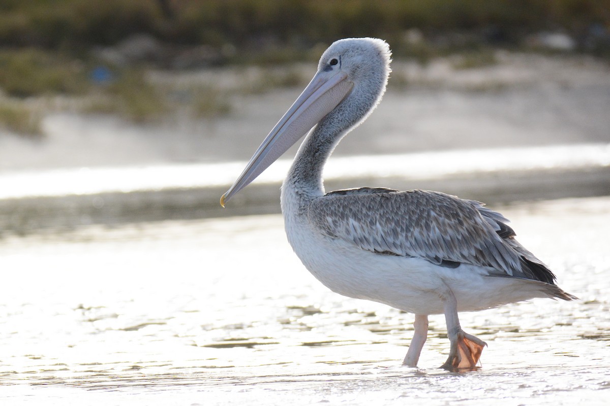Pink-backed Pelican - ML84074851