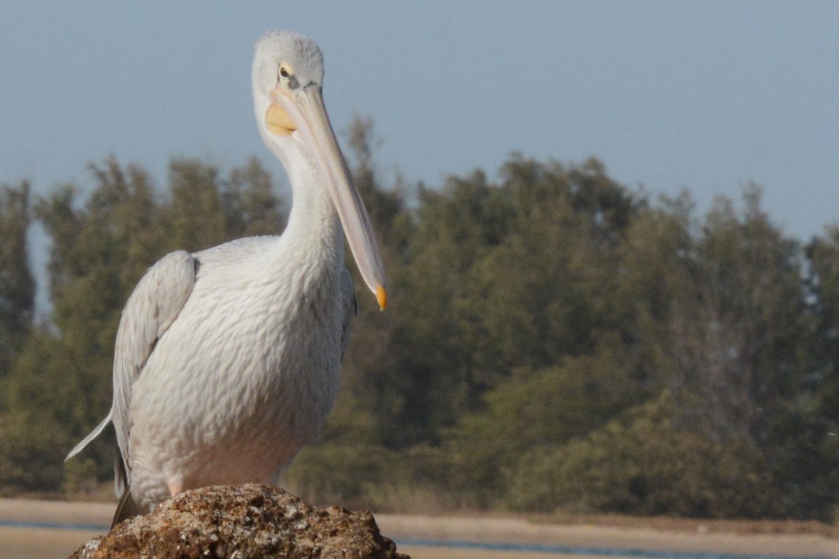 Pink-backed Pelican - ML84074871