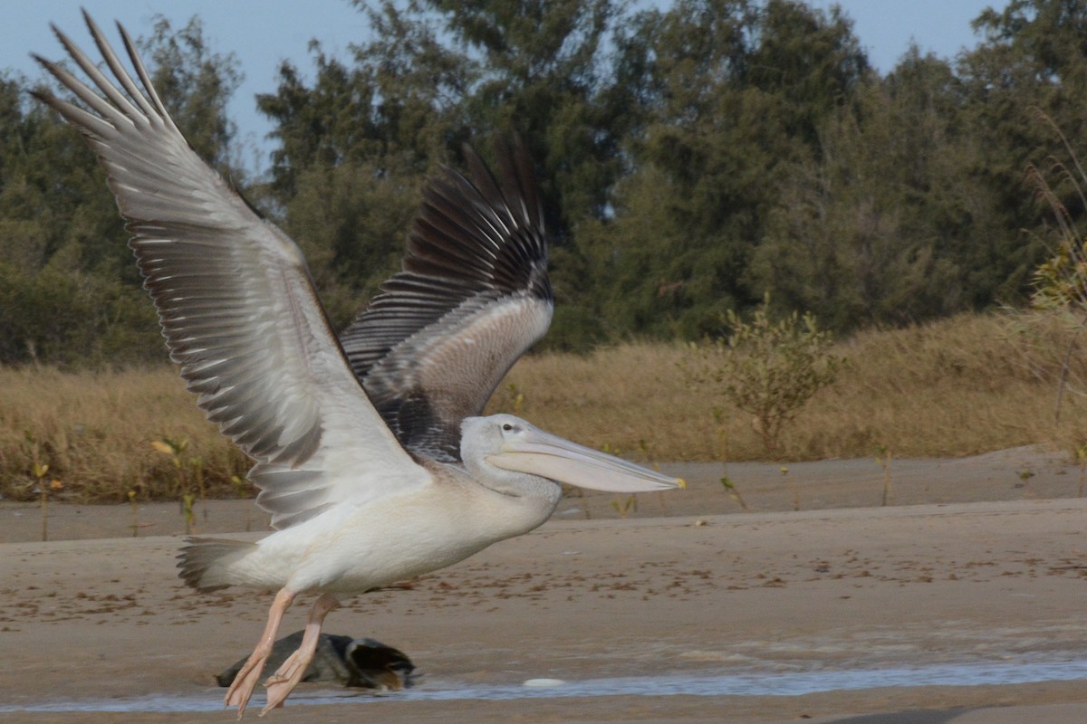 Pink-backed Pelican - ML84074941