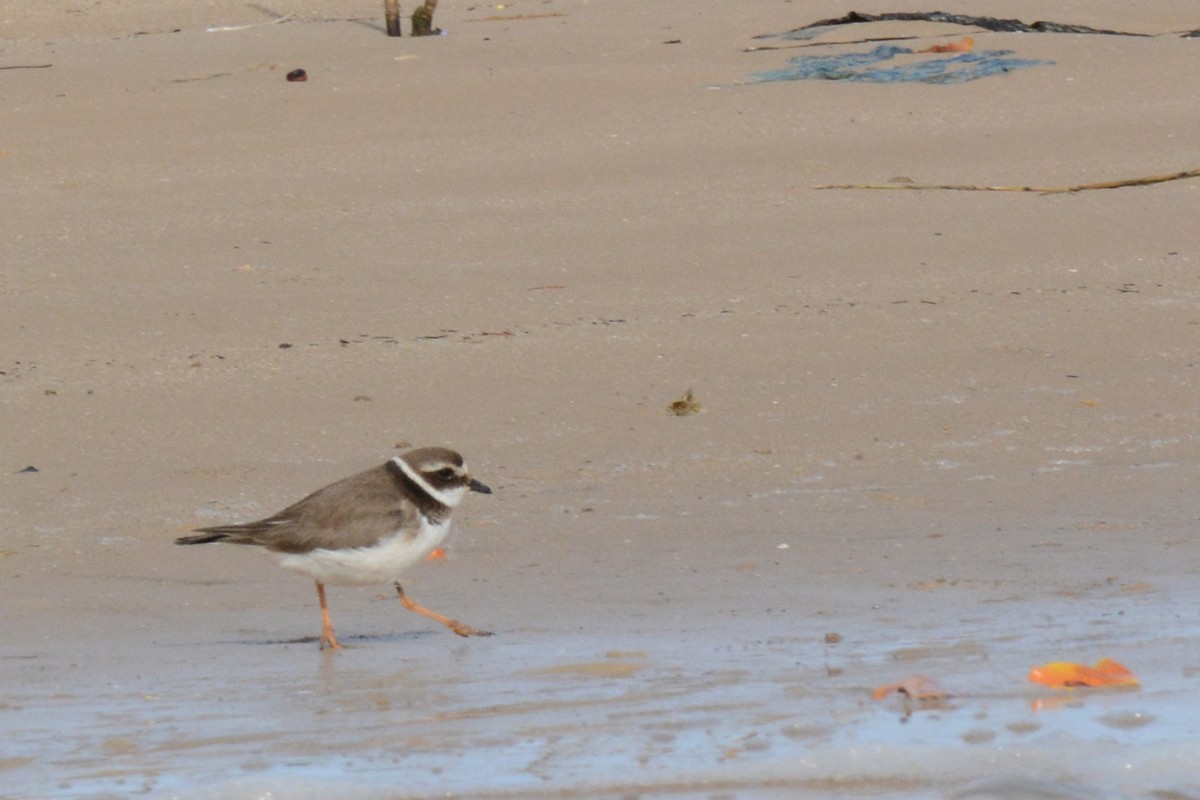 Common Ringed Plover - Marie O'Neill