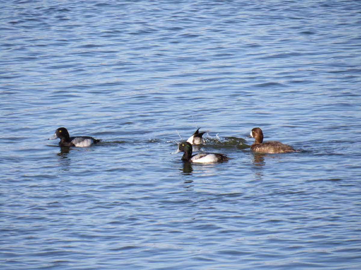 Greater Scaup - ML84075181